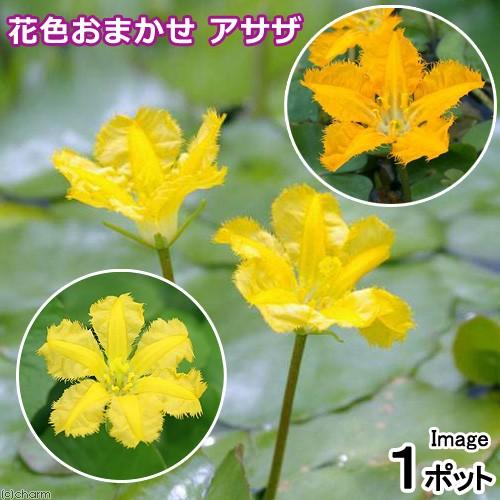 （ビオトープ）水生植物　花色おまかせ　アサザ（品種記載なし）（１ポット）　浮葉植物