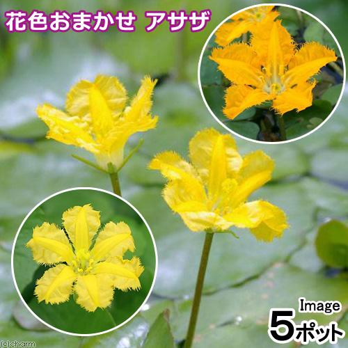 （ビオトープ）水生植物　花色おまかせ　アサザ（品種指定なし）（５ポット）　浮葉植物