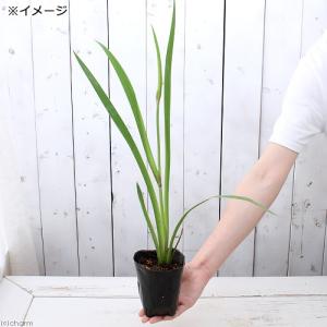 (ビオトープ)水生植物 カキツバタ 波の音(ナ...の詳細画像1