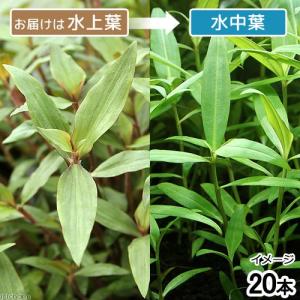 水草）ポゴステモン ステラータ ベリークリーク （水上葉）（無農薬