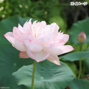 (ビオトープ)蓮 ハス(桃) 粉松球(フンショ...の詳細画像2