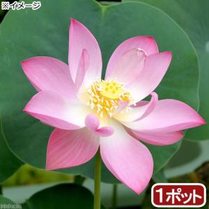 （ビオトープ）蓮　ハス（桃）　喜上眉梢（キジョウビショウ）（無農薬）（１ポット）