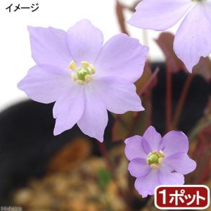 (山野草)タツタソウ(竜田草) 3号(1ポット)の商品画像