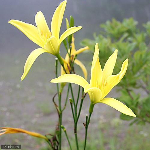 （山野草）ユウスゲ（夕菅）　３．５号（１ポット）（休眠状態）