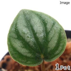 （テラリウム）ペペロミアｓｐ．Ｃａｕｃｈｅｒｏ　Ｐａｎａｍａ産（１ポット）　北海道・九州航空便要保温