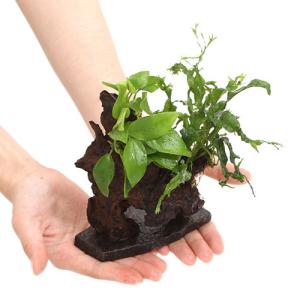 チャーム（ペット） （水草）ミクロソリウム プテロプス ソードリーフ