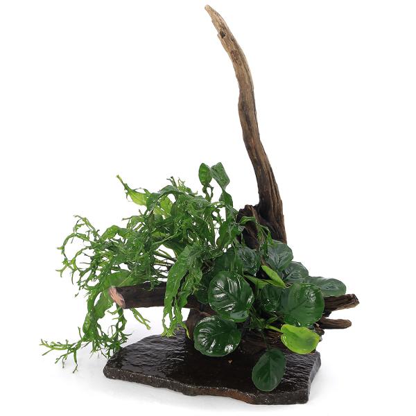 （水草）置くだけ簡単　レイアウト流木　アヌビアス＆ミクロソリウム付（１個）