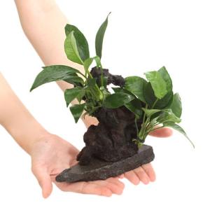 流木盆栽付き石　南米ウィローモス　アヌビアス　水槽アクアリウム mini盆栽流木 流木盆栽付き石 南米ウィローモス アヌビアス 水槽アクアリウム mini