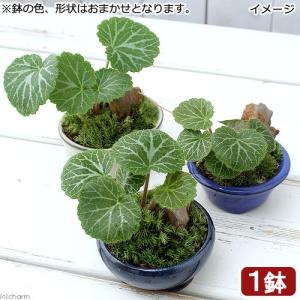 チャーム（charm） （山野草）盆栽 和盆栽 ユキノシタ 鉢おまかせ（3
