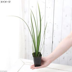 (ビオトープ)水生植物 セキショウ(アコルス)...の詳細画像1