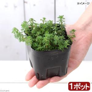 （ビオトープ）水生植物　コキクモ（無農薬）（１ポット）　沈水〜抽水植物　日本産水草