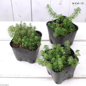(ビオトープ)水生植物 コキクモ(無農薬)(1...の詳細画像1