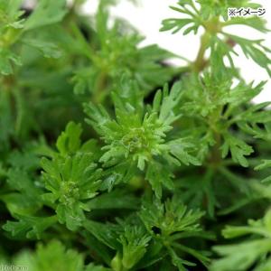 (ビオトープ)水生植物 コキクモ(無農薬)(1...の詳細画像2