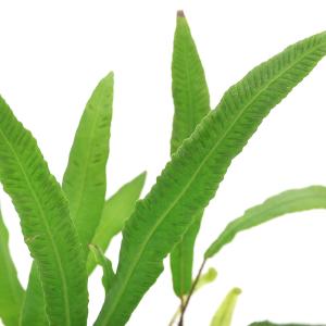 山野草）シダ（羊歯）ホウビカンジュ（鳳尾貫衆）獅子葉 3号（1