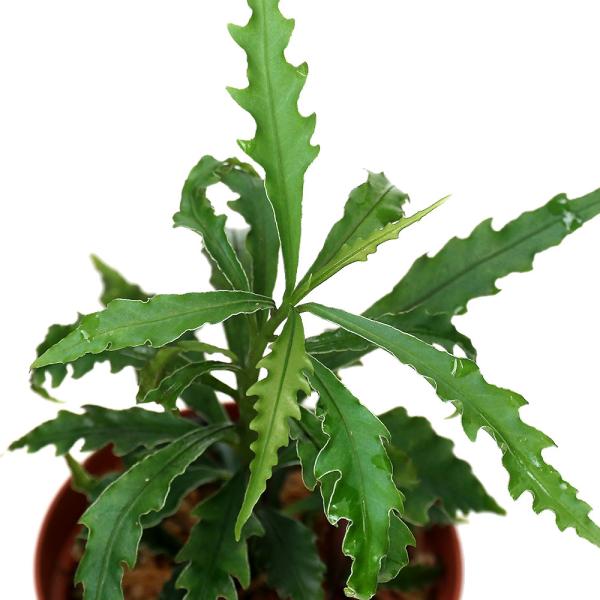 （テラリウム）アルディシアｓｐ．グリーンシャープリーフ（１ポット）　北海道・九州航空便要保温