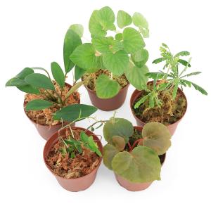 カット 一本売り ¥498 即購入× シッサス アマゾニカ カット 一本売り ¥498 即購入× シッサス アマゾニカ カット 一本売り