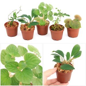 (テラリウム)おまかせ熱帯植物(1ポット) 北...の詳細画像1