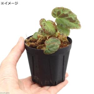 (テラリウム)おまかせ熱帯植物(1ポット) 北...の詳細画像2