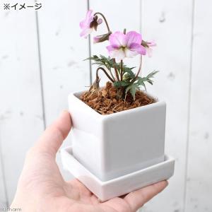 (山野草)おまかせスミレ 陶器鉢植え ニューダ...の詳細画像2