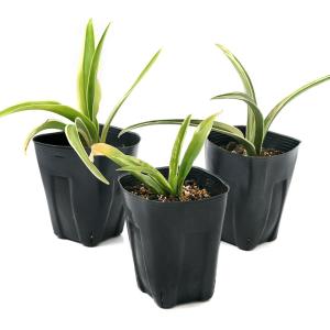 （山野草）品種おまかせオモト（万年青）品種記載なし　３．５号（１ポット）