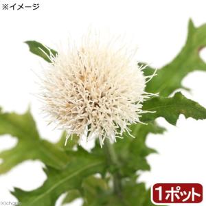 山野草）タイワンクマガイソウ（台湾熊谷草）3．5号（1ポット