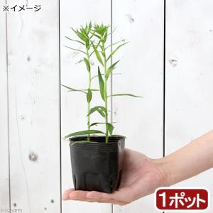 （ビオトープ）水生植物　白花サワギキョウ（１ポット）　湿性植物（休眠状態）
