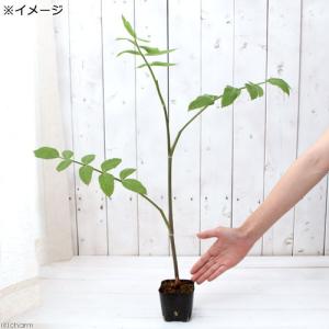 (ビオトープ)水生植物 ヌマゼリ(沼芹)(1ポ...の詳細画像1