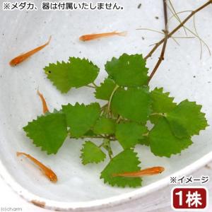 （ビオトープ）水生植物　ヒメビシ（１株）　浮葉植物