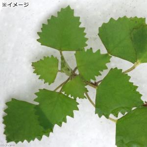 (ビオトープ)水生植物 ヒメビシ(1株) 浮葉植物の詳細画像1