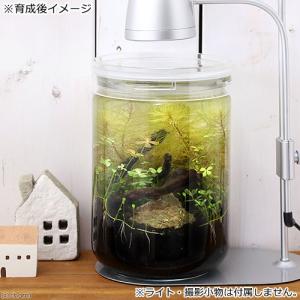 ボトルアクアリウム スターターセット 初心者の方におすすめ これ1つ 