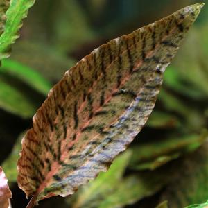 チャーム（charm） （水草）クリプトコリネ キー カプアス産（水中葉