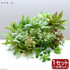 沖縄県産無農薬 マジックリーフ（1袋：5枚入り） : 姫えびすヤフー店