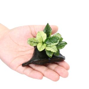 (水草)アヌビアスナナ 斑入り 流木付 ミニサ...の詳細画像1