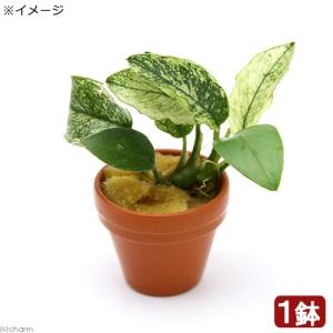 チャーム（charm） （水草）アヌビアス バルテリー ブロードホワイト