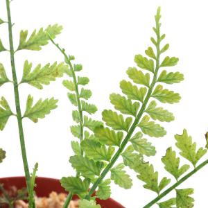 テラリウム シダ植物の商品一覧 通販 Yahoo ショッピング