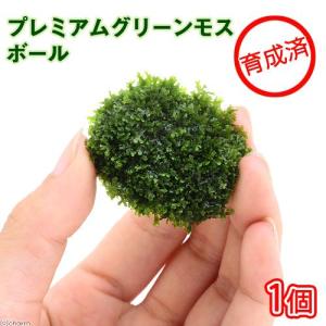 京セラ CERAPHIC いきもの電球 6500K(昼光色) : アクアテイラーズ
