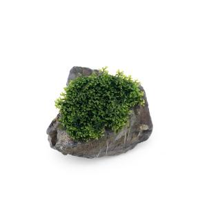 （水草）★育成済★　プレミアムグリーンモス　溶岩石ＳＳサイズ（８ｃｍ以下）（水中葉）（無農薬）（１個）