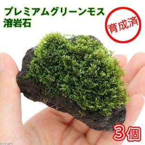 チャーム（charm） （水草）☆育成済☆ プレミアムグリーンモス 溶岩石