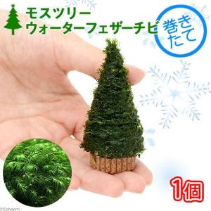 （水草）巻きたて　モスツリー（ウォーターフェザー）チビサイズ（水中葉）（無農薬）（１個）