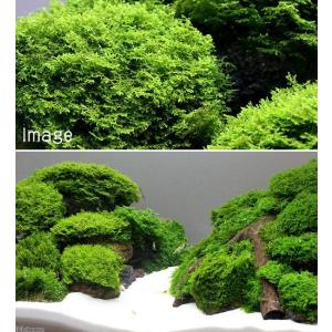 (水草)極 プレミアムグリーンモス(水中葉)(...の詳細画像1