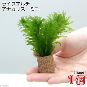 チャーム（charm） （水草）メダカ・金魚藻 国産 無農薬アナカリス