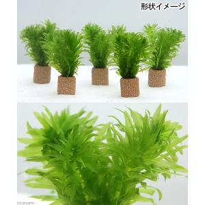 (水草)メダカ・金魚藻 国産 ライフマルチ(茶...の詳細画像1