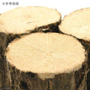 コナラ産卵木 細目 1本 昆虫 クワガタ用の詳細画像2