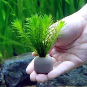 (水草)メダカ・金魚藻 国産 ゼオライトリング...の詳細画像2