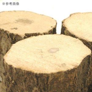 コナラ産卵木 中目 並材 1本 昆虫 クワガタ用の詳細画像2