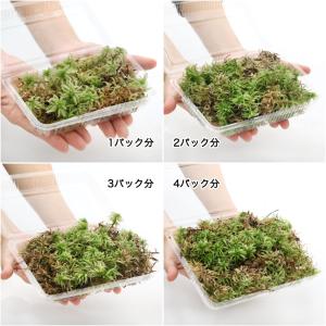 (観葉植物)テラリウム 苔 オオミズゴケ 1パック分の詳細画像1