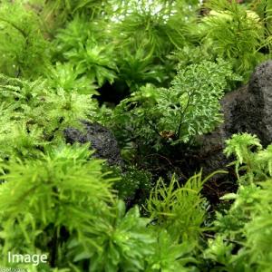 (テラリウム)コウヤコケシノブ(無農薬)(1パ...の詳細画像2