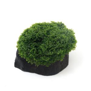 ブセファランドラsp ブラックカレント bucephalandra.sp BlackCurrent