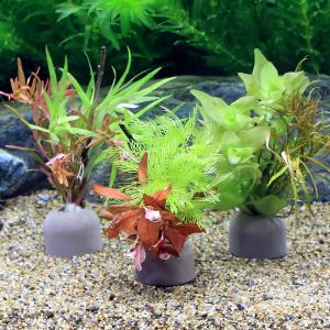 チャーム（charm） （水草）おまかせ水上葉 レイアウトセット 20cm