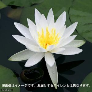 (ビオトープ)(めだか)本格派ビオトープセット...の詳細画像3